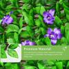 imageGiantex 4PCS Expandable Fence with Leaves 65ft Privacy Screen Decorative Faux Ivy Fencing Panel for Balcony Patio Deck Backdrop Outdoor Artificial Hedge Screen 4 Green Leaves amp Purple FlowersGreen Leaves  Purple Flowers