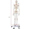 imageGiantex Life Size 708 Human Anatomical Anatomy Skeleton Medical Model  Stand