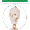 imageGiantex Life Size 708 Human Anatomical Anatomy Skeleton Medical Model  Stand