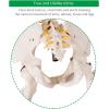imageGiantex Life Size 708 Human Anatomical Anatomy Skeleton Medical Model  Stand