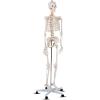 imageGiantex Life Size 708 Human Anatomical Anatomy Skeleton Medical Model  Stand