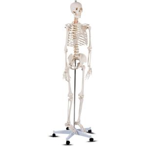 imageGiantex Life Size 708 Human Anatomical Anatomy Skeleton Medical Model  Stand