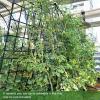 imageGiantex 4 Pack Trellis for Climbing Plants Outdoor 6 FT Tall Galvanized Steel Garden Trellis for Patio Lawn Wall Decor Plant Trellis for Vine Cucumber Tomato Flower Clematis Roses71x204 Pack