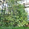 imageGiantex 4 Pack Trellis for Climbing Plants Outdoor 6 FT Tall Galvanized Steel Garden Trellis for Patio Lawn Wall Decor Plant Trellis for Vine Cucumber Tomato Flower Clematis Roses71x206 Pack