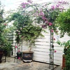 image:imageGiantex 87 Metal Garden Arbor Arch Trellis for Climbing Plants Vines  Decorative Outdoor Archway with PowderCoated Heavy Duty Frame Wedding Arbor for Ceremony Party Backyard Lawn Decoration66W x 95H